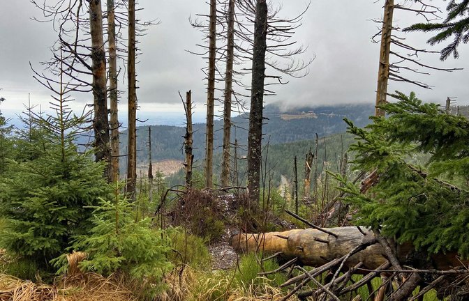 Auch abgestorbene Fichten gehören zum Bild des Nationalparks – aber neue Bäumchen wachsen bereits nach.<span class='image-autor'>Foto: Faltin</span>