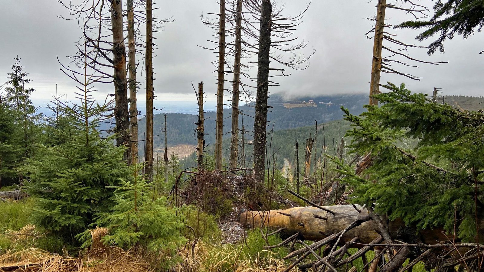 Auch abgestorbene Fichten gehören zum Bild des Nationalparks – aber neue Bäumchen wachsen bereits nach.Foto: Faltin Auch abgestorbene Fichten gehören zum Bild des Nationalparks – aber neue Bäumchen wachsen bereits nach.Foto: Faltin