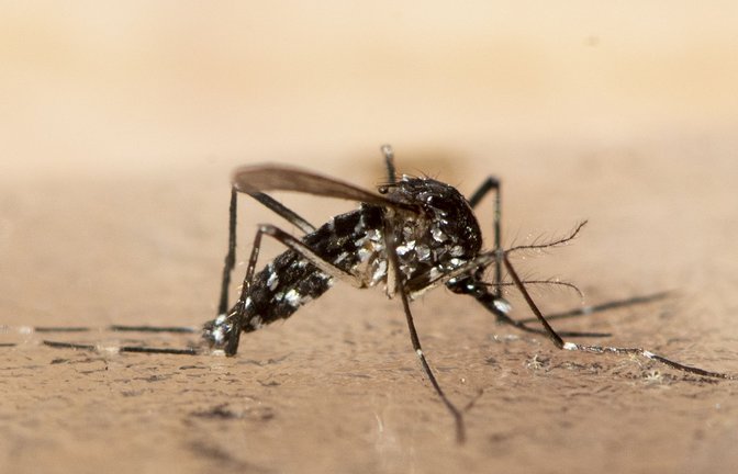 Exotische Stechmückenarten sind in Europa wieder auf dem Vormasch. Sie können gefährliche Viren übertragen.<span class='image-autor'>Foto: Ennio Leanza/KEYSTONE/dpa</span>