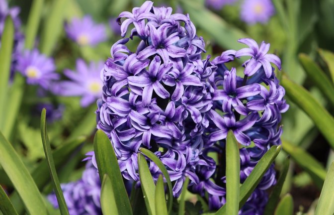 Erfahren Sie, welche Blumen man bereits im März pflanzen kann. Die schönsten Frühblüher für Balkon & Garten im Überblick.<span class='image-autor'>Foto: Kolinchev Andrii / Shutterstock.com</span>