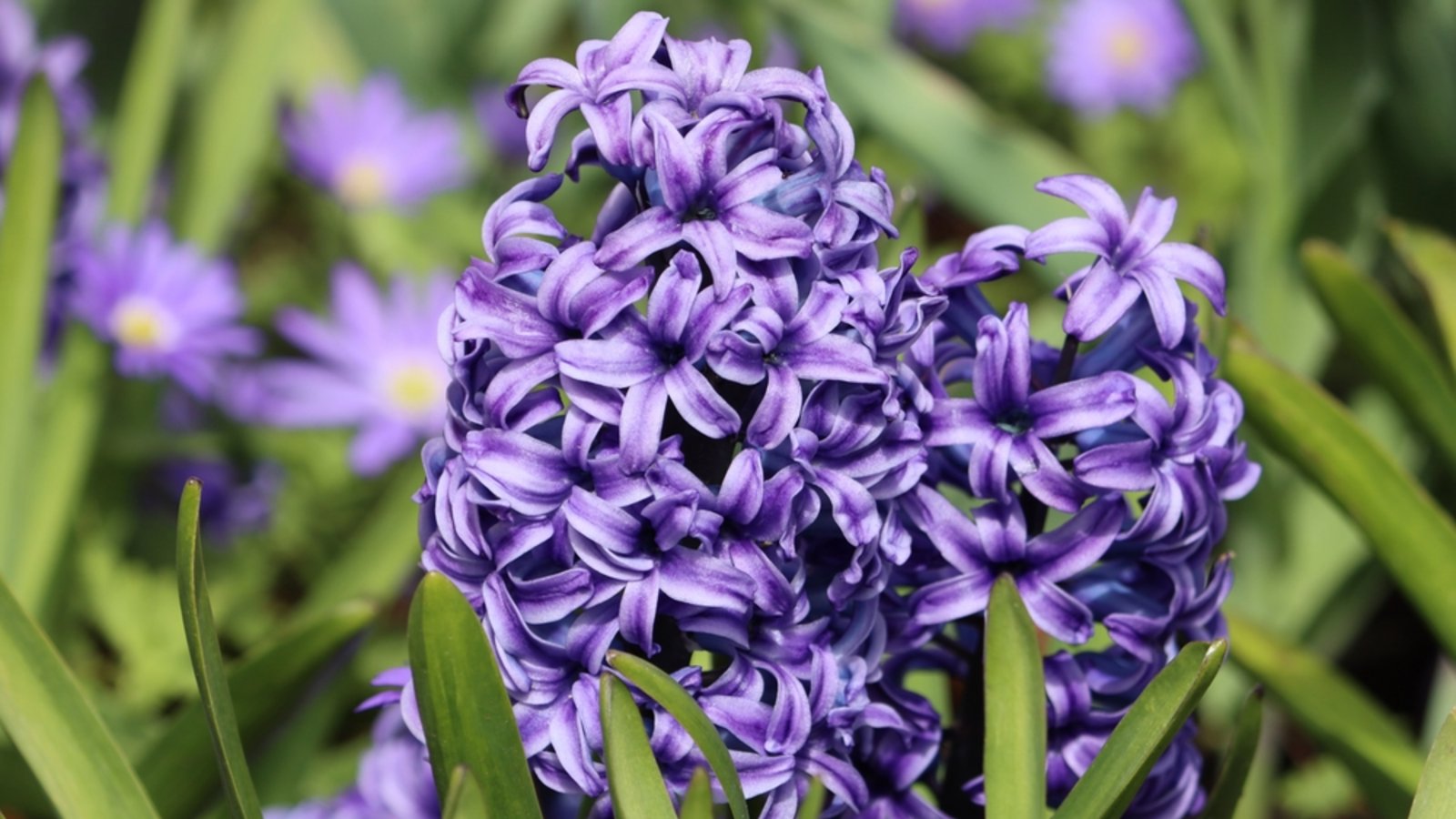 Erfahren Sie, welche Blumen man bereits im März pflanzen kann. Die schönsten Frühblüher für Balkon & Garten im Überblick.Foto: Kolinchev Andrii / Shutterstock.com Erfahren Sie, welche Blumen man bereits im März pflanzen kann. Die schönsten Frühblüher für Balkon & Garten im Überblick.Foto: Kolinchev Andrii / Shutterstock.com