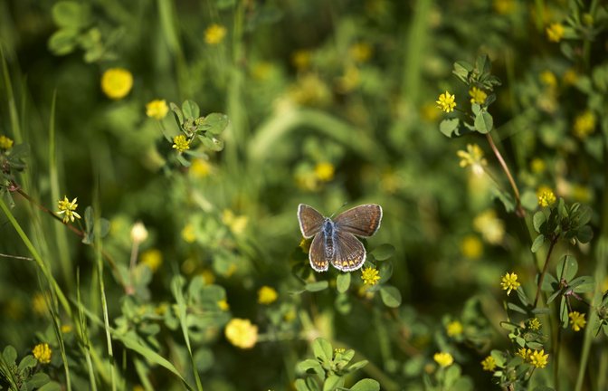 Biotope sollen die Artenvielfalt erhalten. Ihr Verbund sichert laut Umweltministerium den Erhalt von Insekten und Vögeln.<span class='image-autor'>Foto: Gottfried / Stoppel</span>