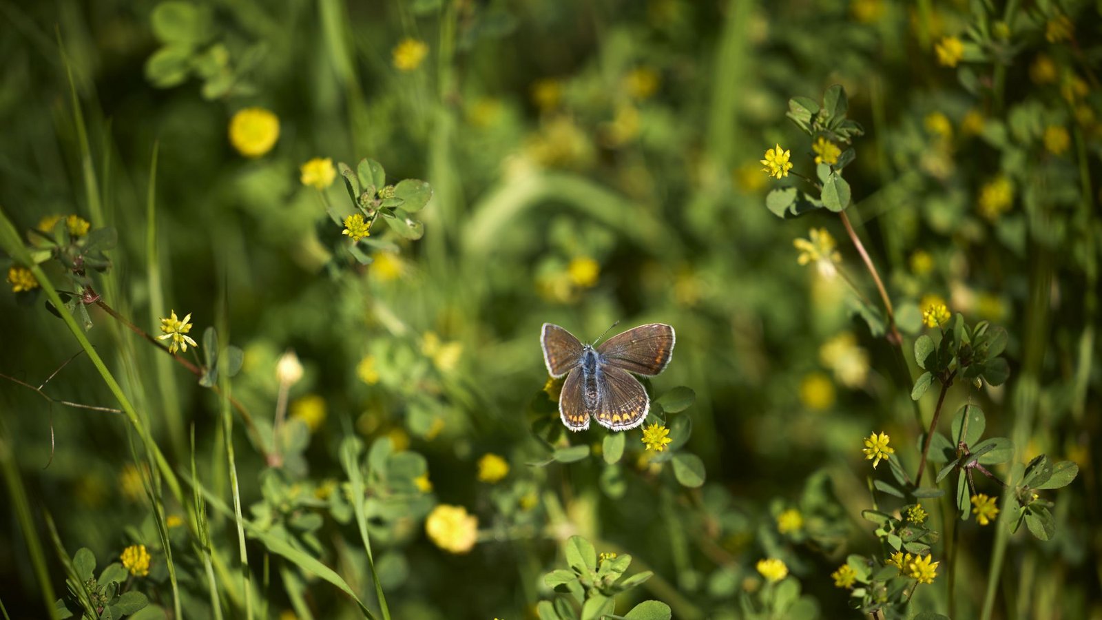 Biotope sollen die Artenvielfalt erhalten. Ihr Verbund sichert laut Umweltministerium den Erhalt von Insekten und Vögeln.Foto: Gottfried / Stoppel Biotope sollen die Artenvielfalt erhalten. Ihr Verbund sichert laut Umweltministerium den Erhalt von Insekten und Vögeln.Foto: Gottfried / Stoppel