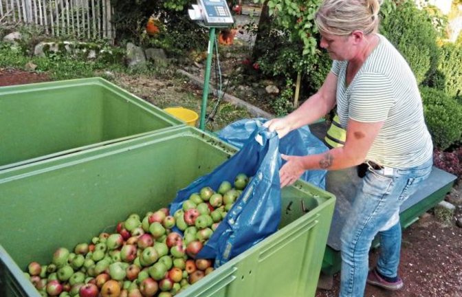 Die Apfelernte beginnt. Auch kleine Mengen sind willkommen. Hier in Horrheim. Foto: aa