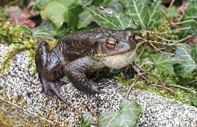 Ein Gartenteichbewohner – fotografiert von Erwin Lorch in Häfnerhaslach.