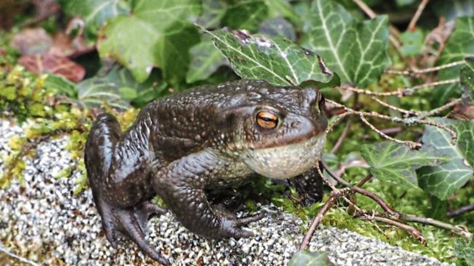 Ein Gartenteichbewohner – fotografiert von Erwin Lorch in Häfnerhaslach.