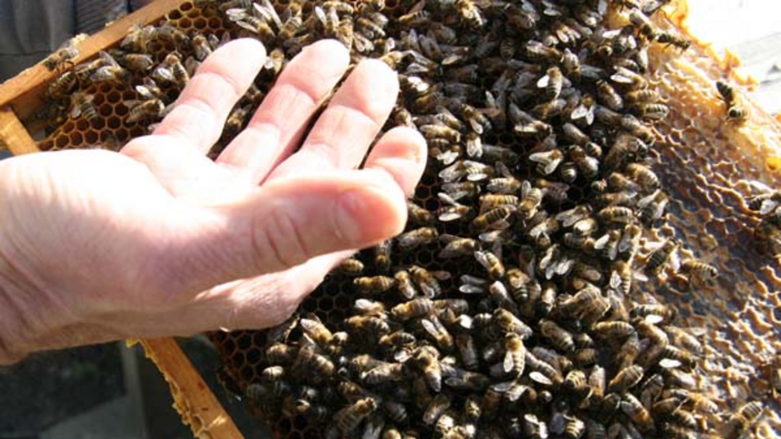 Pestrin streichelt seine Bienen. Foto: Rücker