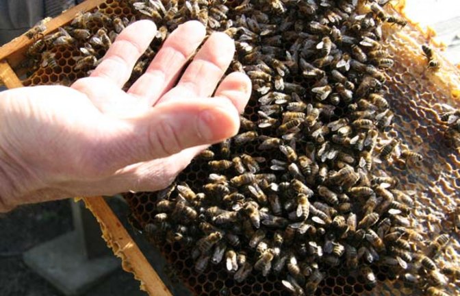 Pestrin streichelt seine Bienen. Foto: Rücker