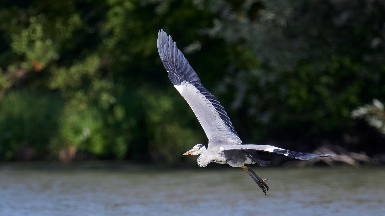 Ein Reiher auf Nahrungssuche am Ensinger See von Werner Frey.
