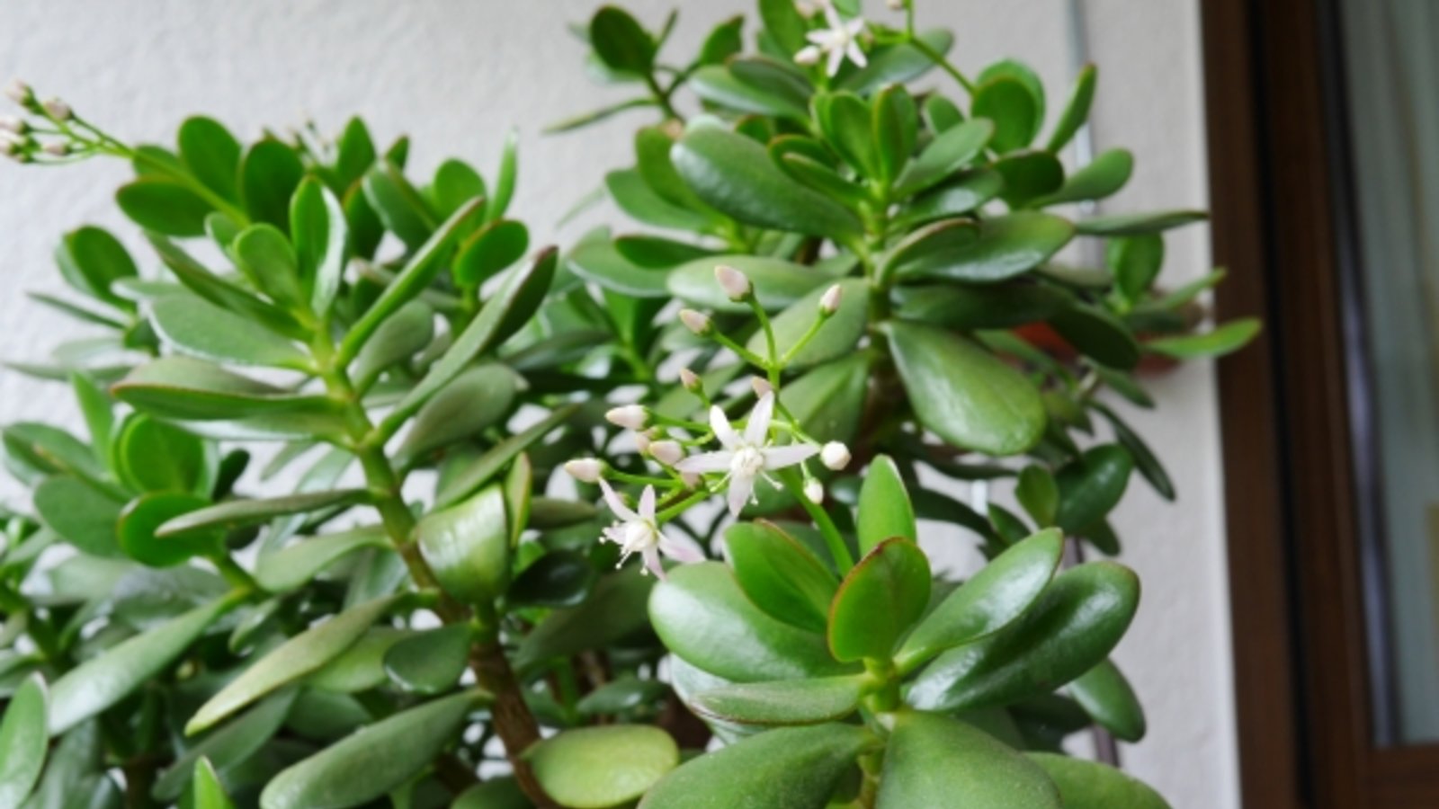 Der Geldbaum und der Binsenkaktus. Fotos: Kühnemann/Rücker