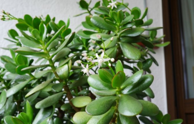 Der Geldbaum und der Binsenkaktus. Fotos: Kühnemann/Rücker