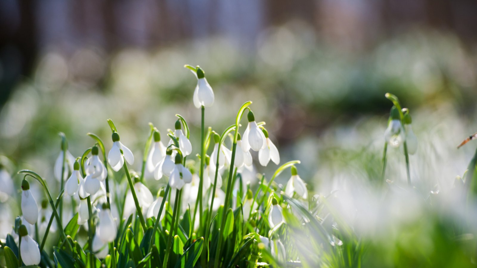 Schneeglöckchen im Frühling.Foto: freya-photographer / shutterstock.com Schneeglöckchen im Frühling.Foto: freya-photographer / shutterstock.com