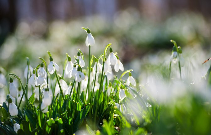 Schneeglöckchen im Frühling.<span class='image-autor'>Foto: freya-photographer / shutterstock.com</span>