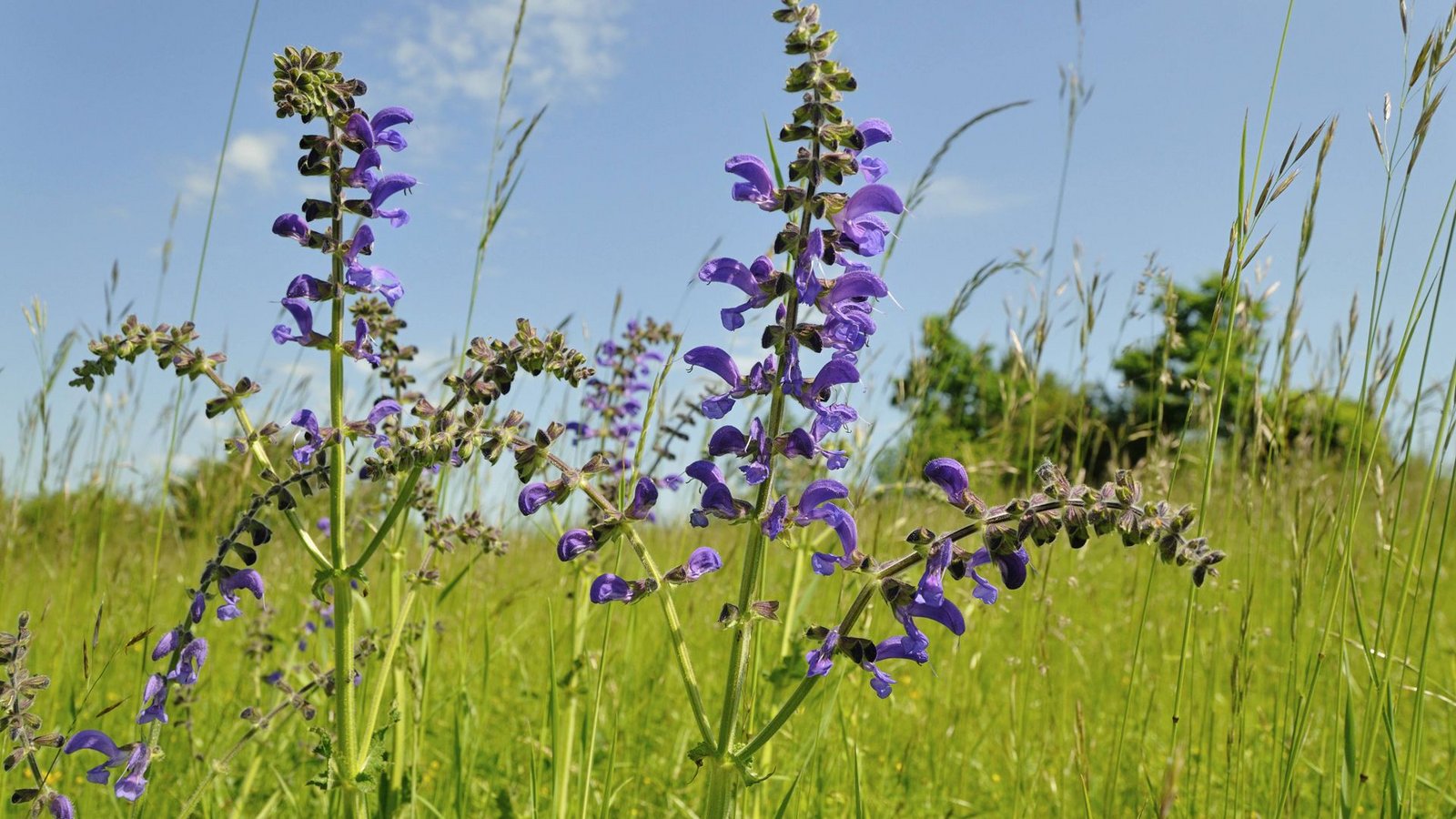 Die Blätter des Wiesensalbeis können roh zur Atemerfrischung gegessen werden; die Blüten eignen sich als essbare Dekoration für verschiedene Speisen.Foto: picture alliance //R. Bala