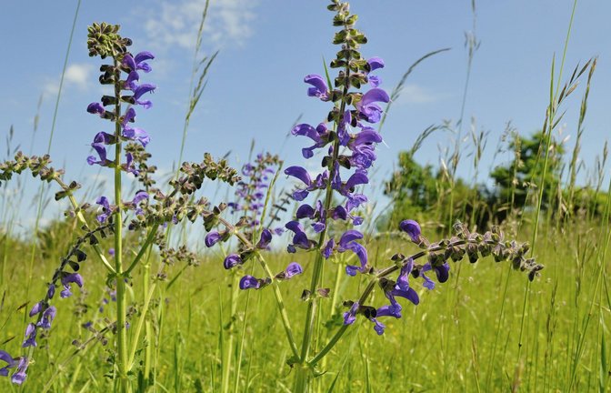 Die Blätter des Wiesensalbeis können roh zur Atemerfrischung gegessen werden; die Blüten eignen sich als essbare Dekoration für verschiedene Speisen.<span class='image-autor'>Foto: picture alliance //R. Bala</span>