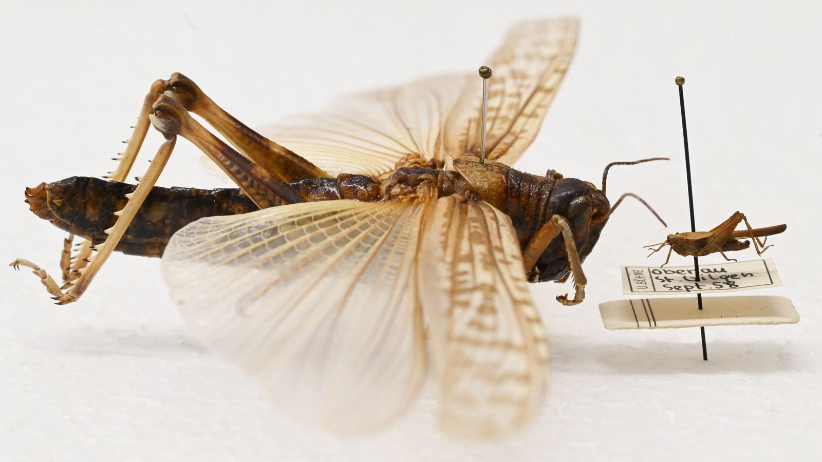 Beeindruckender Größenunterschied: Während die Dornschrecke (rechts) hierzulande häufig vorkommt, werden Wanderheuschrecken (links) eher in Terrarien gehalten.Foto: Uli Deck/dpa