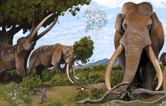 Die europäischen Waldelefanten sind vor rund 35.000 Jahren ausgestorben. Aber ohne die Bejagung durch Vorfahren könnte es sie noch heute bei uns geben.<span class='image-autor'>Foto: © Hodari Nundu/ CC-by 4.0</span>