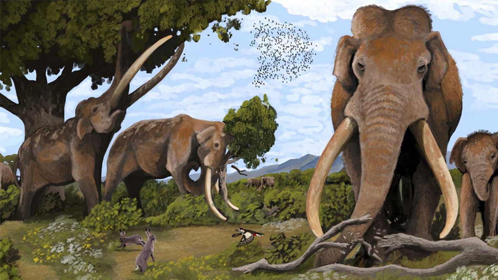 Die europäischen Waldelefanten sind vor rund 35.000 Jahren ausgestorben. Aber ohne die Bejagung durch Vorfahren könnte es sie noch heute bei uns geben.Foto: © Hodari Nundu/ CC-by 4.0