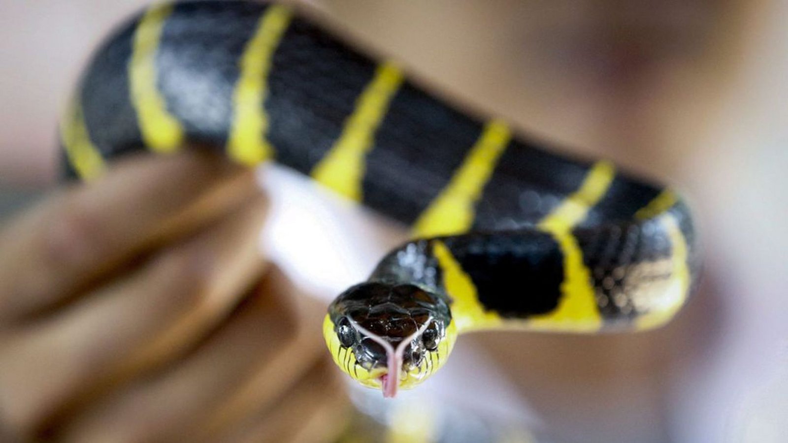 Mangroven-Nachtbaumnatter (Boiga dendrophila): Ein Schlangen-Experte zeigt eine hochgiftige Mangroven-Nachtbaumnatter in einer Schlangenfarm in Bangkok (Thailand). Giftige Schlangen sind eine Gefahr für fast sechs Milliarden Menschen weltweit. Jeden Tag werden fast 7400 Menschen von giftigen Schlangen gebissen, 2,7 Millionen Menschen im Jahr.Foto: Diego Azubel/EPA/dpa