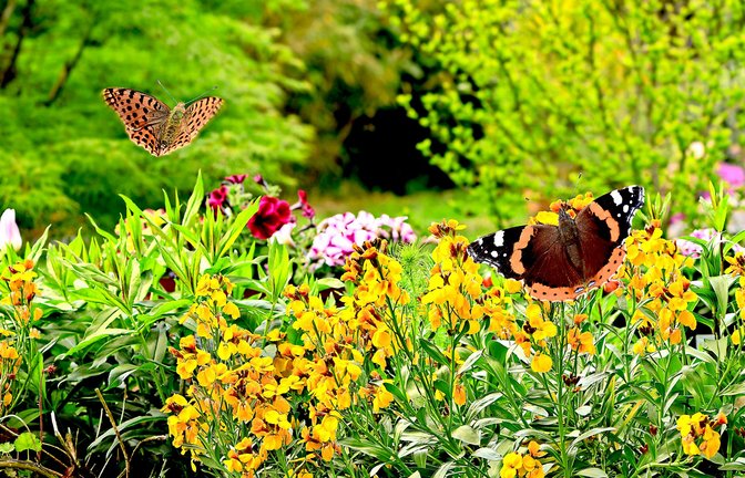 Die schöne Sommerwiese ist leider schon wieder Geschichte. Die Falter suchen ein warmes Quartier.<span class='image-autor'>Foto: Stock.Adobe//K.-U. Häßler</span>