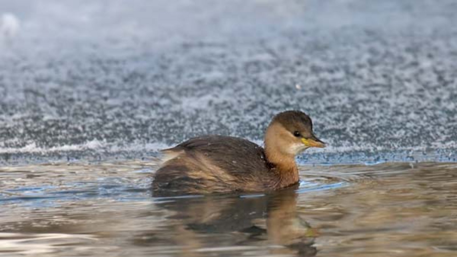 Ein Zwergtaucher im Winterkleid. Foto: Andreas Trepte, www.photo-natur.de Ein Zwergtaucher im Winterkleid. Foto: Andreas Trepte, www.photo-natur.de