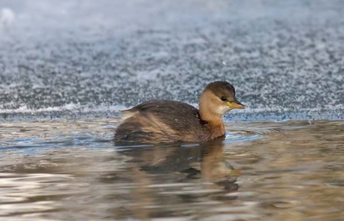 Ein Zwergtaucher im Winterkleid. Foto: Andreas Trepte, www.photo-natur.de