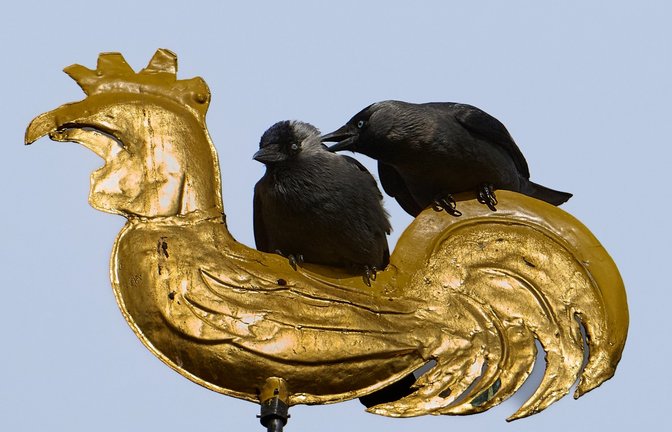 Der Ensinger Wetterhahn auf der Kirche scheint ein gutes Plätzchen für turtelnde Dohlen. Frey
