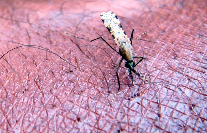 Die Tropenkrankheit Malaria wird über bestimmte Mücken übertragen.<span class='image-autor'>Stephen  Morrison/EPA FILE/dpa</span>