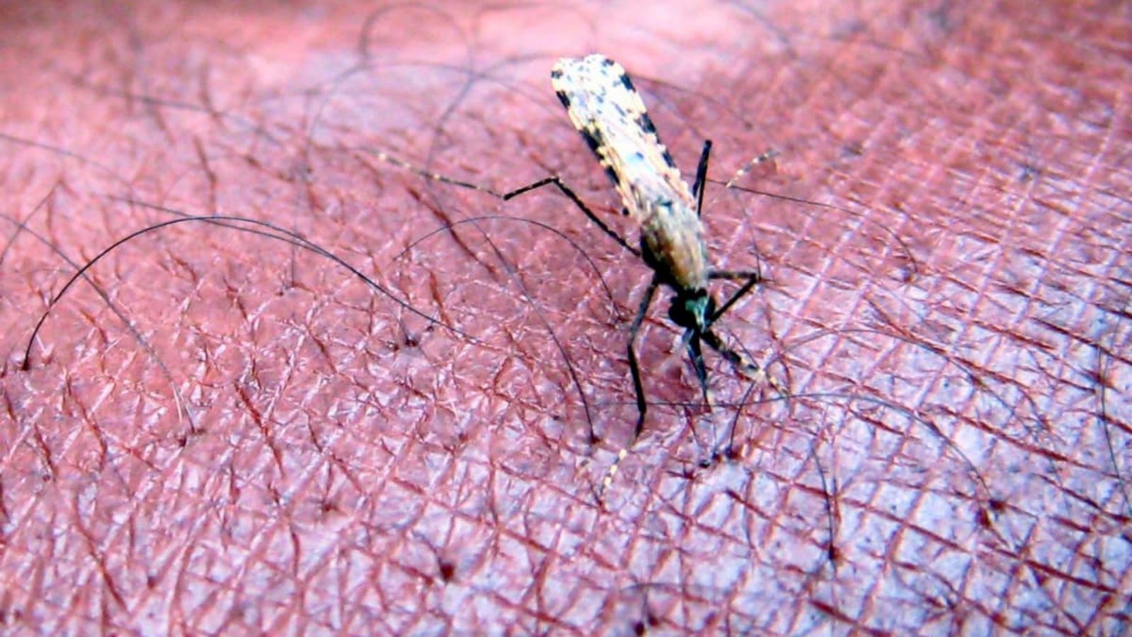 Die Tropenkrankheit Malaria wird über bestimmte Mücken übertragen.Stephen Morrison/EPA FILE/dpa Die Tropenkrankheit Malaria wird über bestimmte Mücken übertragen.Stephen Morrison/EPA FILE/dpa