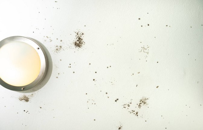 Wer Schimmel entdeckt, denkt schnell daran diesen zu überstreichen. Wann das Überstreichen von Schimmel strafbar ist, erfahren Sie hier.<span class='image-autor'>Foto: PHLD Luca / Shutterstock.com</span>
