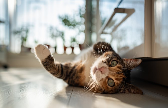 Simba, Luna & Co: Welche Katzennamen sind besonders beliebt?<span class='image-autor'>Foto: DimaBerlin/ Shutterstock</span>