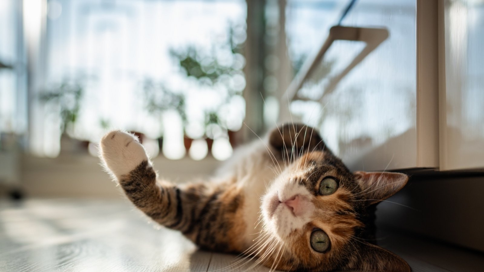 Simba, Luna & Co: Welche Katzennamen sind besonders beliebt?Foto: DimaBerlin/ Shutterstock