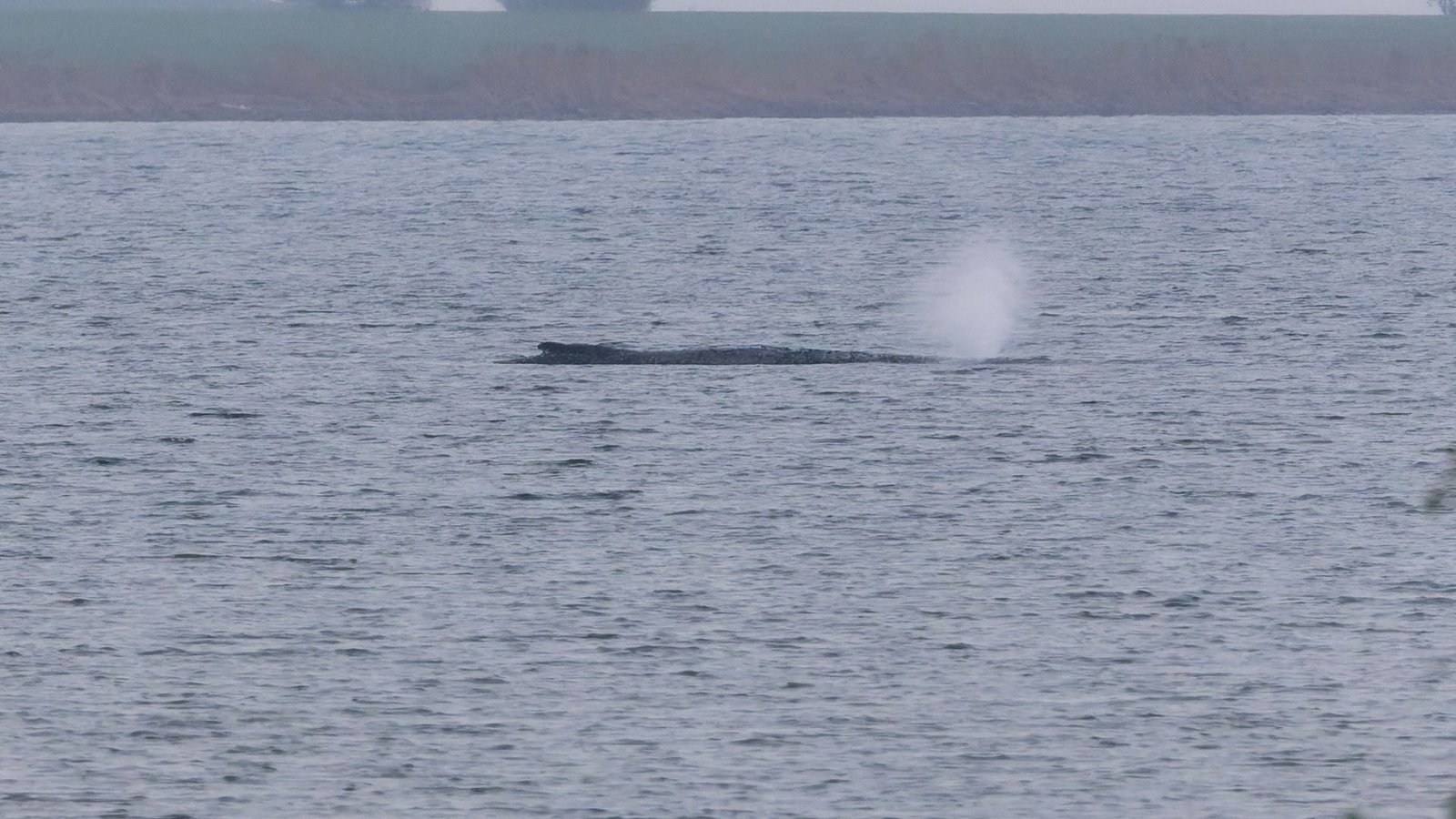 Der Zustand des gestrandeten Wals vor der Insel Poel ist unverändert. (Archivbild)Foto: Marcus Golejewski/dpa