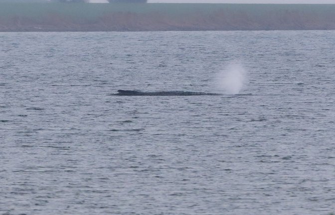 Der Zustand des gestrandeten Wals vor der Insel Poel ist unverändert. (Archivbild)<span class='image-autor'>Foto: Marcus Golejewski/dpa</span>
