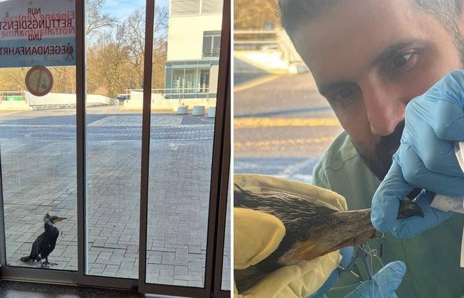 Der verletzte Kormoran begab sich in die Notaufnahme, wo sich um den tierischen Gast gekümmert wurde.<span class='image-autor'>Foto: Feuerwehr Bremen</span>