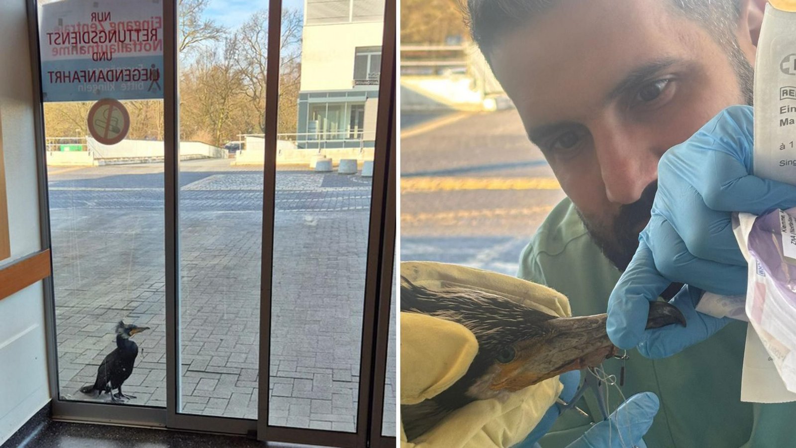 Der verletzte Kormoran begab sich in die Notaufnahme, wo sich um den tierischen Gast gekümmert wurde.Foto: Feuerwehr Bremen