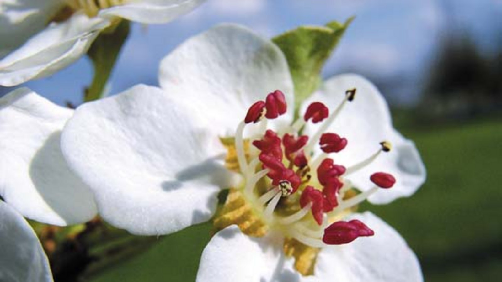 Eine Schönheit: die Birnenblüte. Foto: Rücker