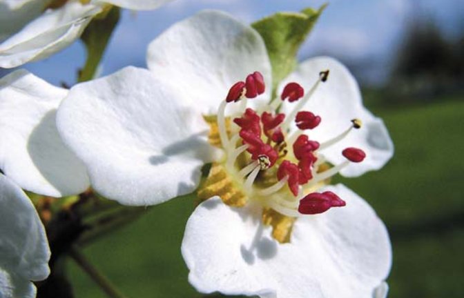 Eine Schönheit: die Birnenblüte. Foto: Rücker
