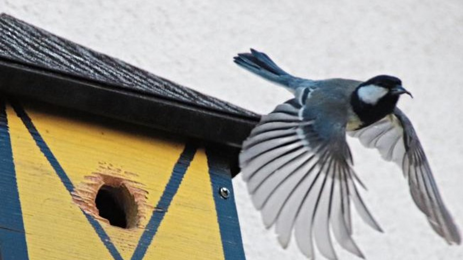 Heftiger Flugbetrieb am Nistkasten. Foto: Arning