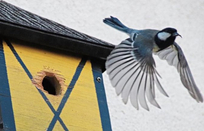 Heftiger Flugbetrieb am Nistkasten. Foto: Arning