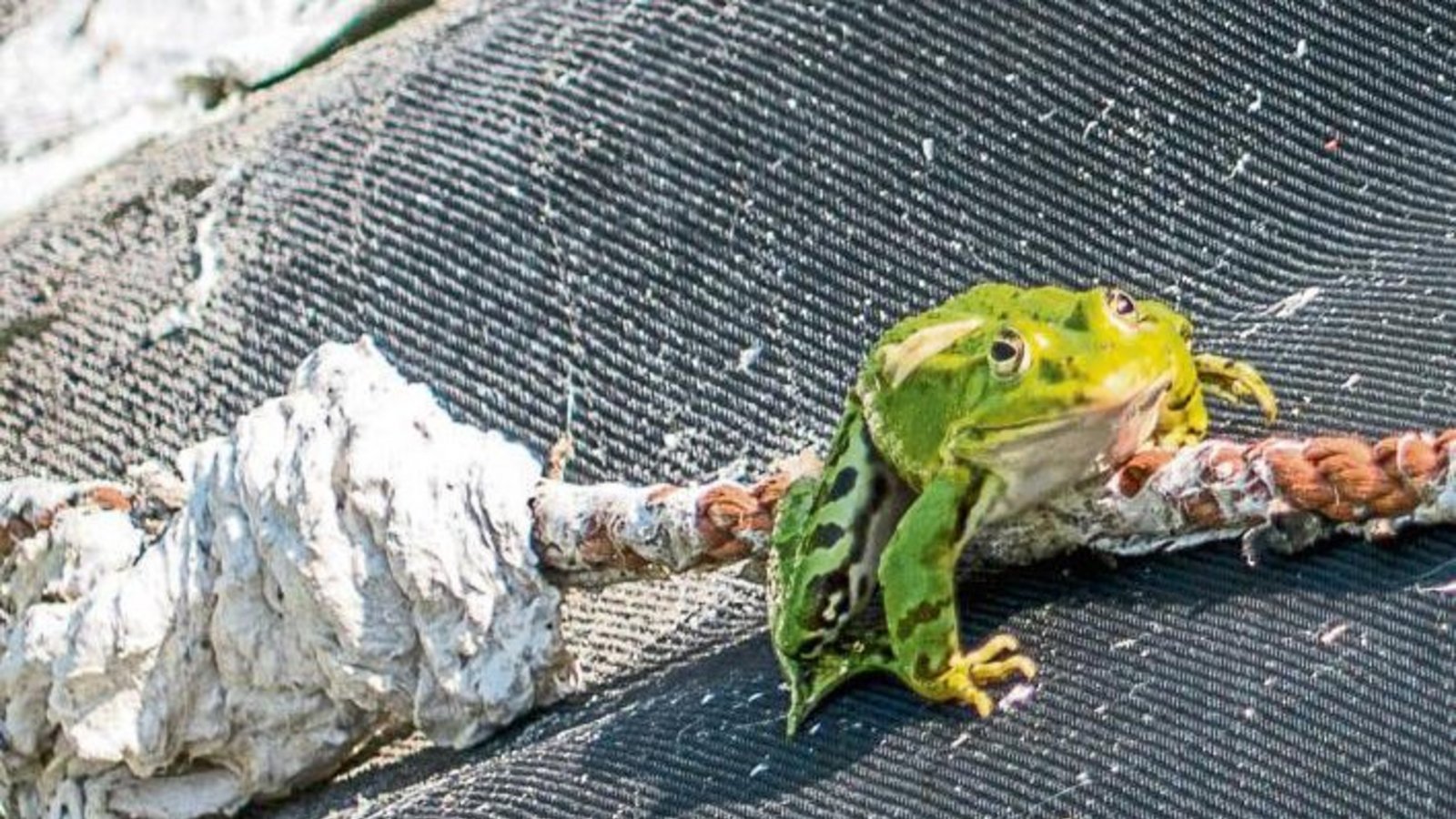 „Wer hat denn bloß diese Sauerei gemacht“, scheint der Frosch zu denken, den Berthold Mede abgelichtet hat.