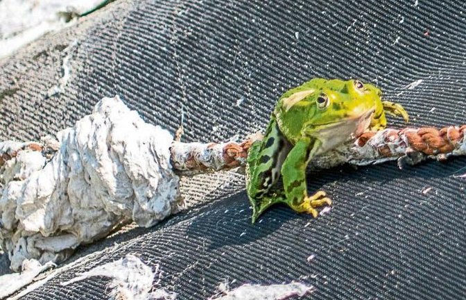 „Wer hat denn bloß diese Sauerei gemacht“, scheint der Frosch zu denken, den Berthold Mede abgelichtet hat.