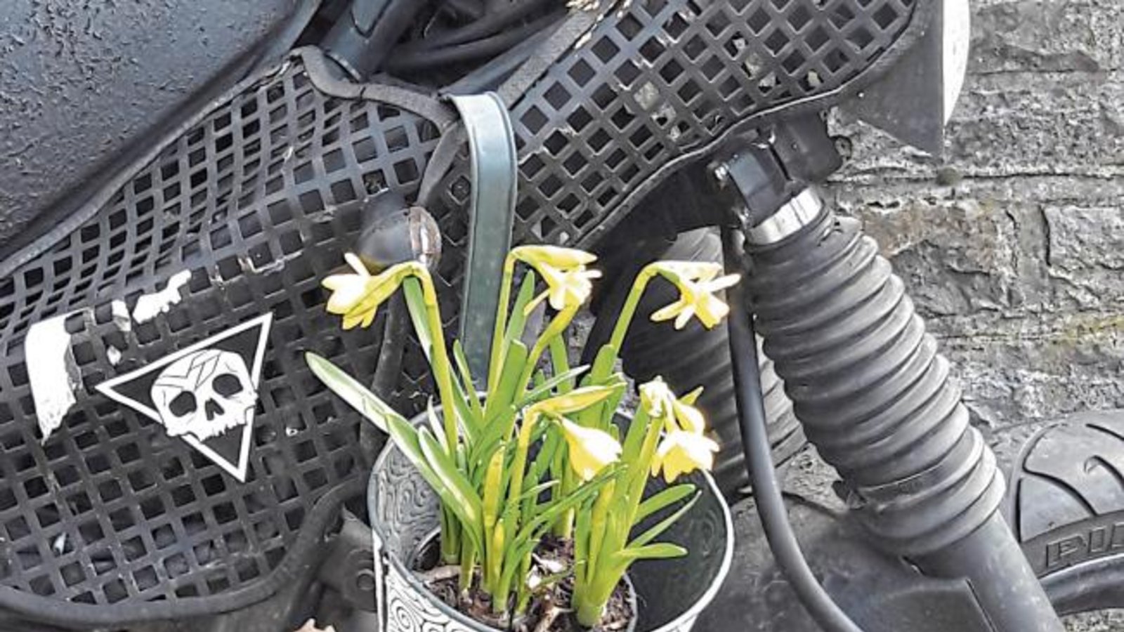 Hier sprießen Frühlingsboten am heißen Ofen. Gesehen in Aurich.  Foto: Rücker