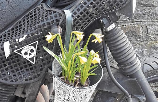 Hier sprießen Frühlingsboten am heißen Ofen. Gesehen in Aurich.  Foto: Rücker