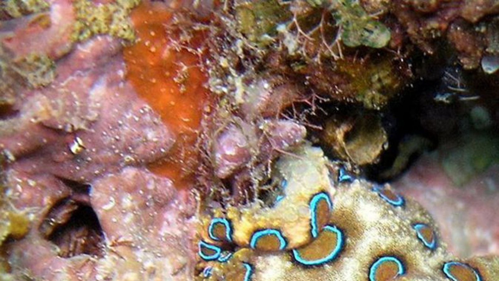 Blauringkrake oder blaugeringelter Octopus (Hapalochlaena): Bei Bedrohung treten am Körper der Kraken leuchtend blaue Ringe hervor;. Ein Biss führt zu sofortiger Atemlähmung und Tod durch Ersticken. Ein wirksames Gegengift ist nicht bekannt. Beatmung bis das Gift aufhört zu wirken, scheint die einzige Chance zu sein mit dem Leben davon zu kommen.Foto: Wikipedia commons/Jens Petersen /CC BY 2.5