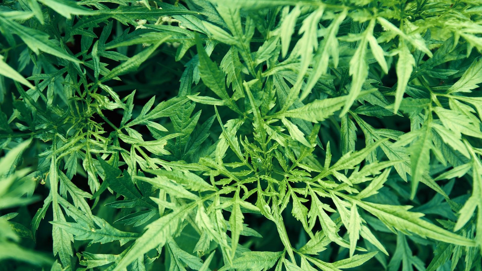 Im Umgang mit dem Beifußblättrigen Traubenkraut (Ambrosia artemisiifolia) ist äußerste Vorsicht geboten. Diese Giftpflanze breitet sich zunehmend in den Gärten aus und ist für manche Menschen potenziell gefährlich. Die Pollen, aber auch der Hautkontakt mit dem Blütenstand, können bei sensiblen Menschen heftige allergische Reaktionen auslösen. Man erkennt sie an den spitzen, grünen Blättern und einem langen Stängel. Nach der Identifikation sollte man schnell handeln und den Garten von ihr befreien.Foto: Imago/Pond5 Images Im Umgang mit dem Beifußblättrigen Traubenkraut (Ambrosia artemisiifolia) ist äußerste Vorsicht geboten. Diese Giftpflanze breitet sich zunehmend in den Gärten aus und ist für manche Menschen potenziell gefährlich. Die Pollen, aber auch der Hautkontakt mit dem Blütenstand, können bei sensiblen Menschen heftige allergische Reaktionen auslösen. Man erkennt sie an den spitzen, grünen Blättern und einem langen Stängel. Nach der Identifikation sollte man schnell handeln und den Garten von ihr befreien.Foto: Imago/Pond5 Images