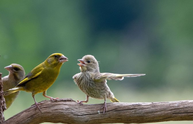 So nicht, mein Lieber: Disput zwischen Artgenossen. Wer kennt das nicht...<span class='image-autor'>Foto: Comedy Wildlife Photo Award/Jacek Stankiewicz aus Polen</span>