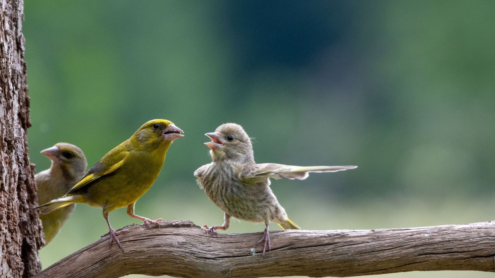 So nicht, mein Lieber: Disput zwischen Artgenossen. Wer kennt das nicht...Foto: Comedy Wildlife Photo Award/Jacek Stankiewicz aus Polen So nicht, mein Lieber: Disput zwischen Artgenossen. Wer kennt das nicht...Foto: Comedy Wildlife Photo Award/Jacek Stankiewicz aus Polen