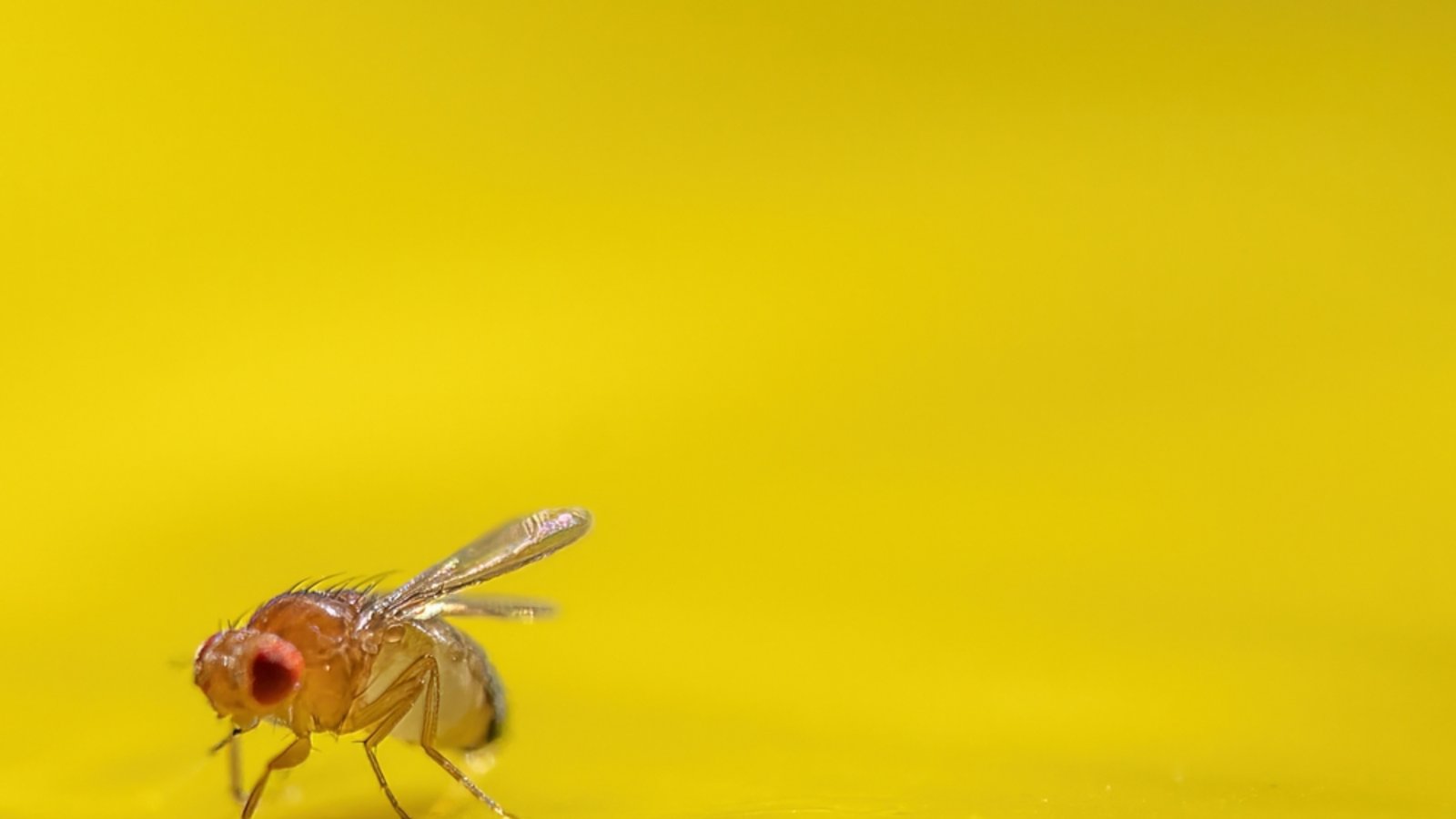 So werden Sie die Fruchtfliegen los.Foto: Lost_in_the_Midwest / shutterstock.com So werden Sie die Fruchtfliegen los.Foto: Lost_in_the_Midwest / shutterstock.com