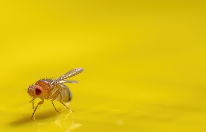 So werden Sie die Fruchtfliegen los.<span class='image-autor'>Foto: Lost_in_the_Midwest / shutterstock.com</span>